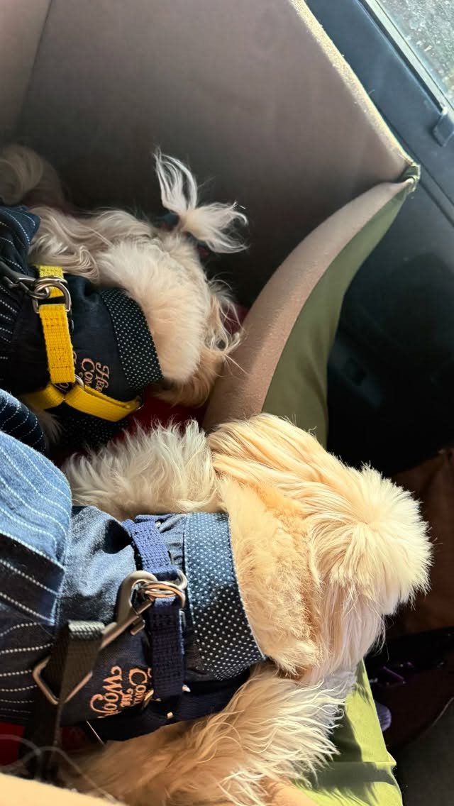 検査帰りの車で、寄り添って眠るふたり