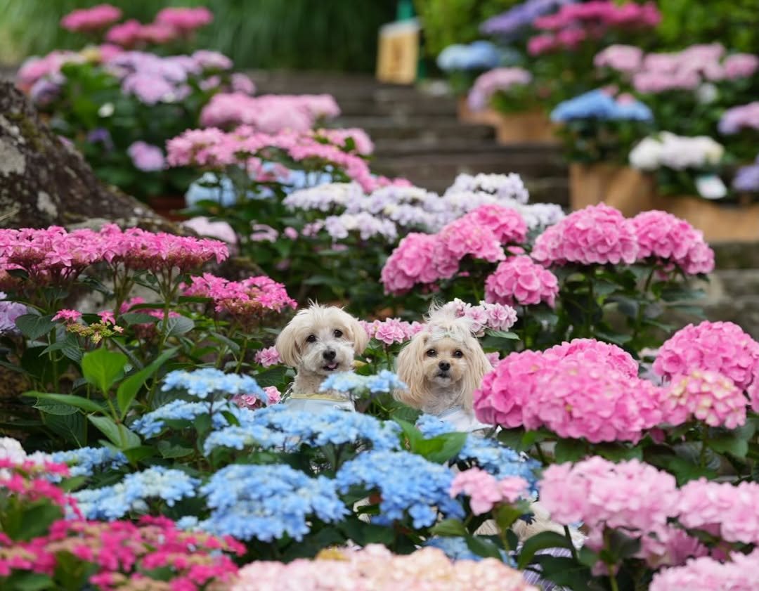 お花にかこまれてハイチーズ