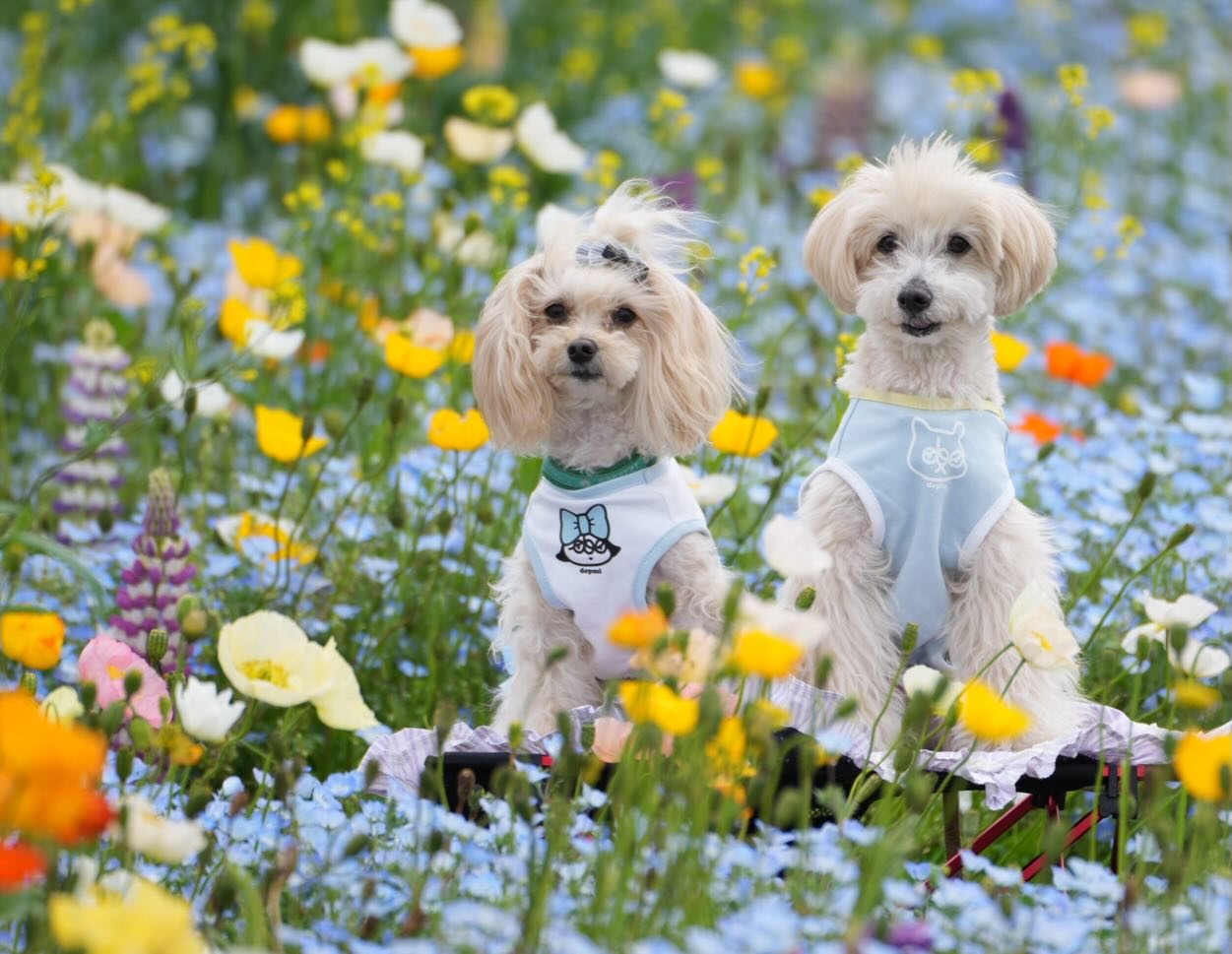 長井海の手公園 ソレイユの丘