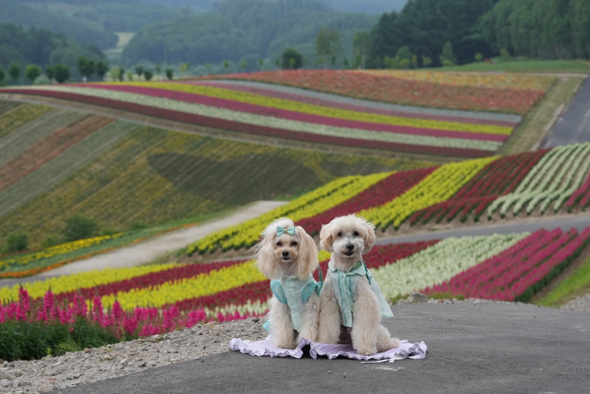 北海道旅行プラン2
