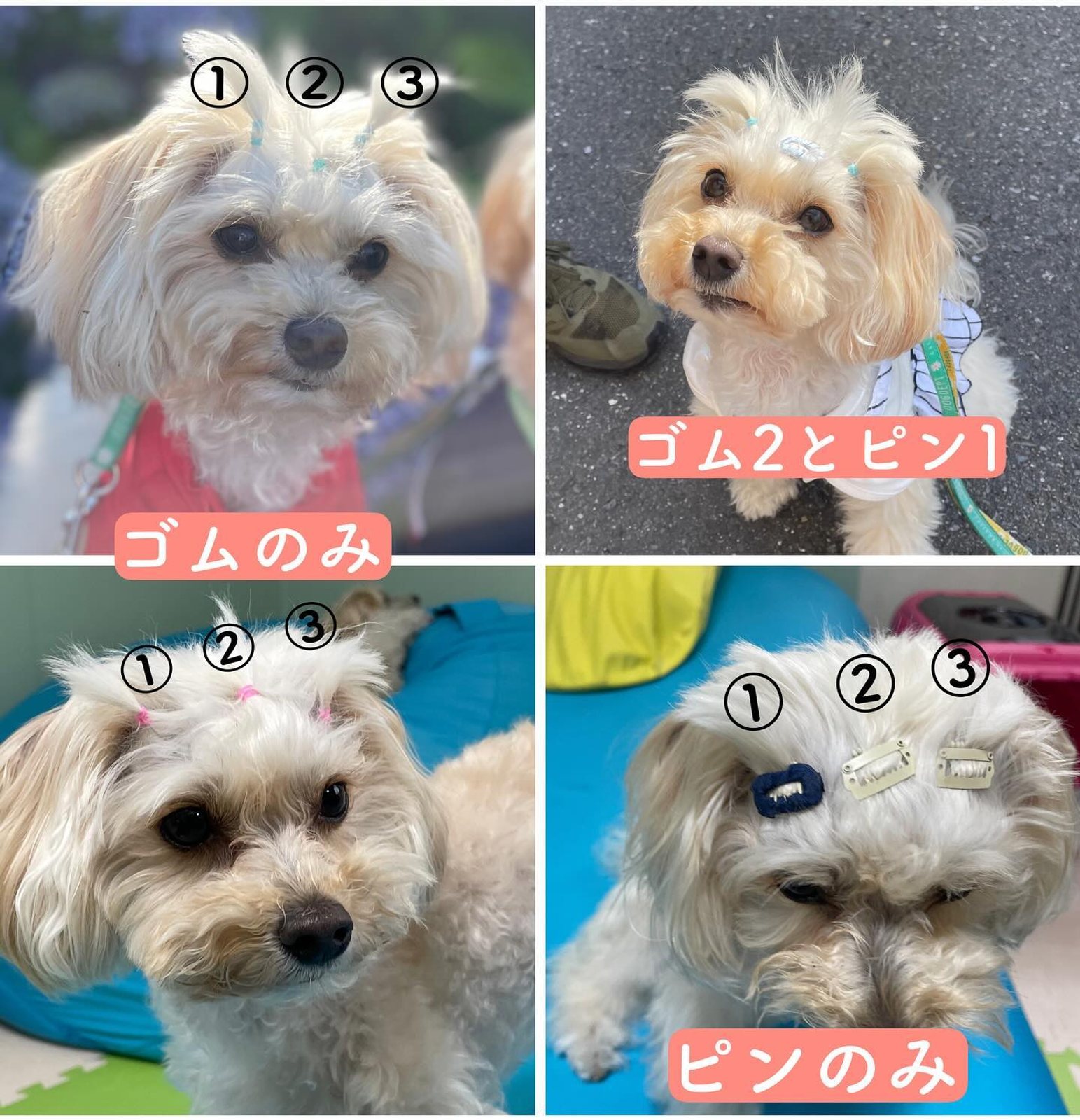 7月9日のポット＆レモン