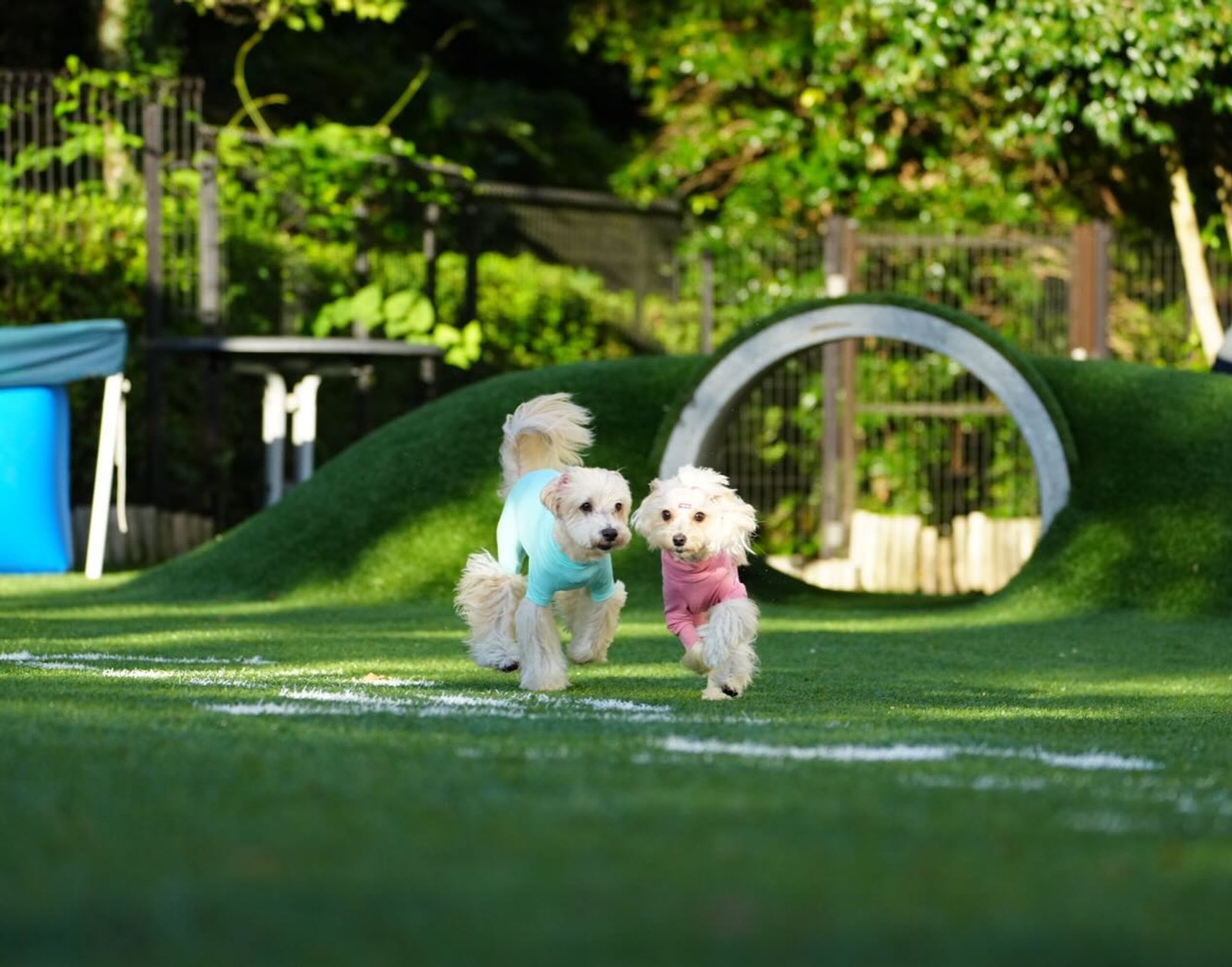 🌻ポット＆レモンのちょっと遅い夏休み🌻