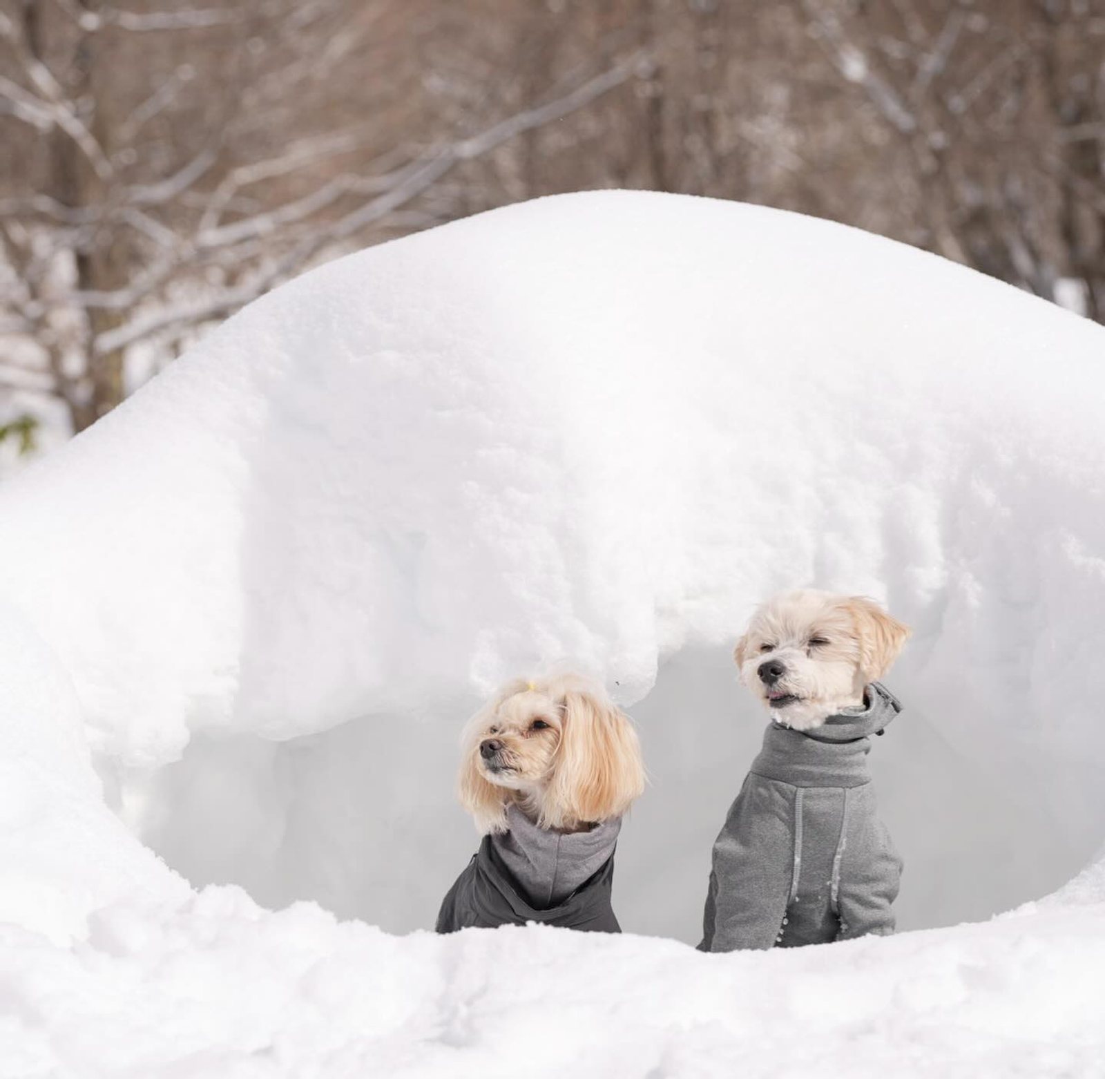 菅平CASOLAREで雪遊び満喫☃