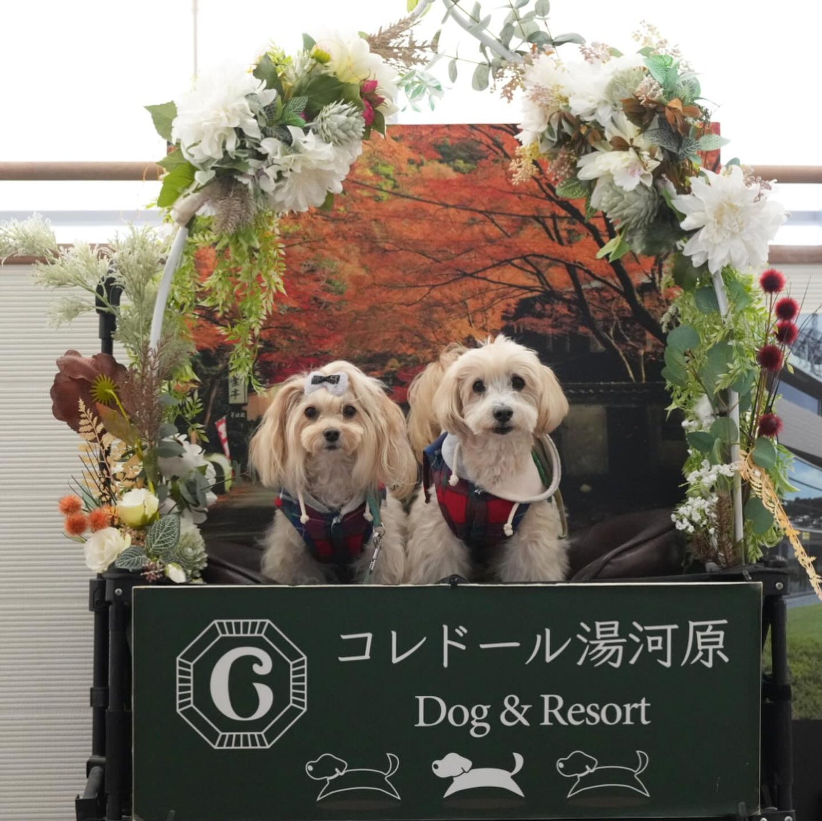 12月5日のポット＆レモン